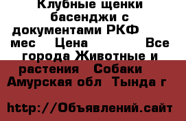 Клубные щенки басенджи с документами РКФ - 2,5 мес. › Цена ­ 20 000 - Все города Животные и растения » Собаки   . Амурская обл.,Тында г.